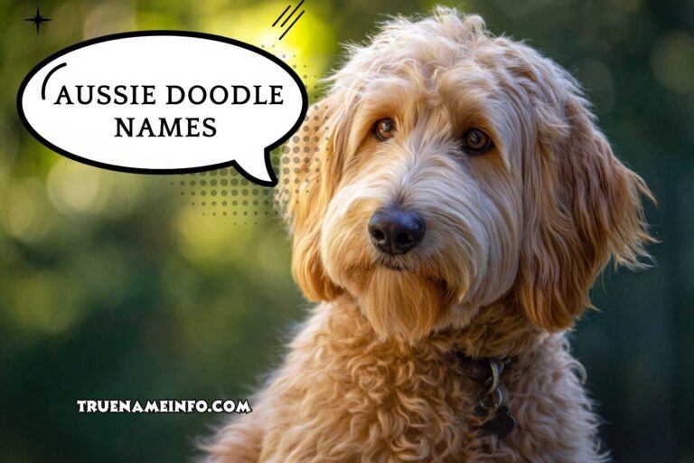 aussie doodle names