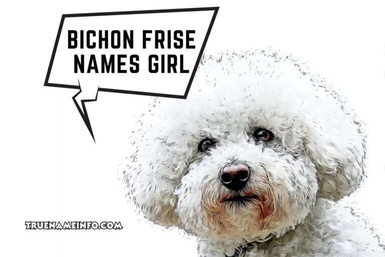 bichon frise names girl