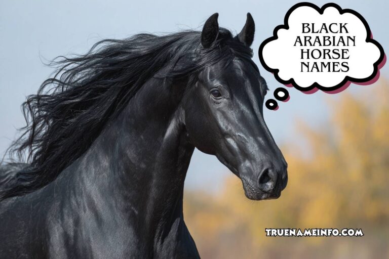 black arabian horse names