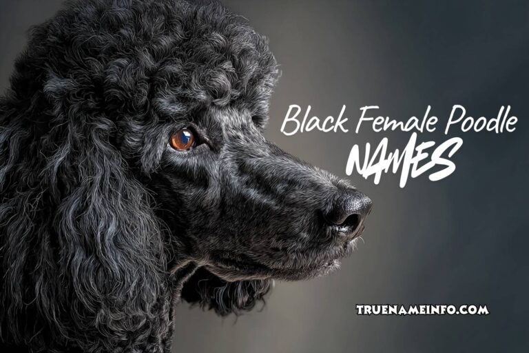 black female poodle names