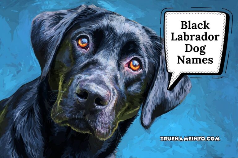 black labrador dog names