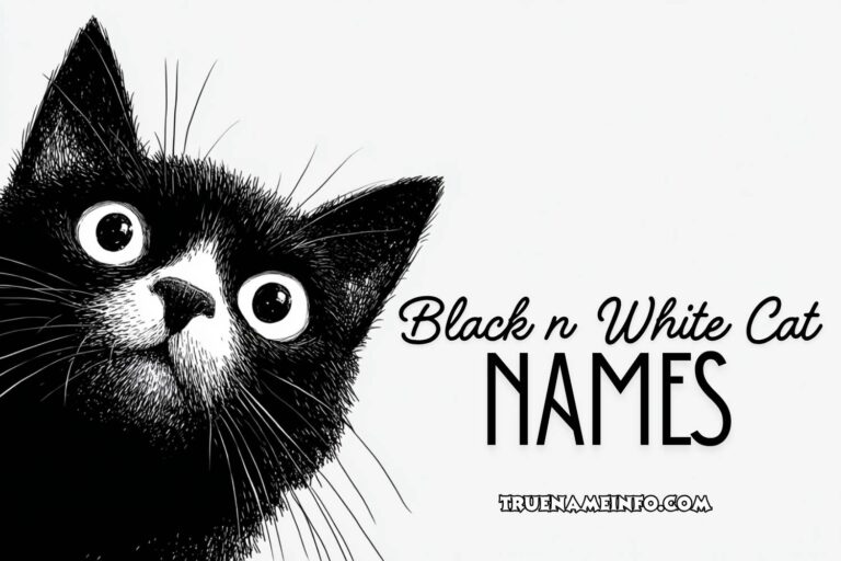 black n white cat names