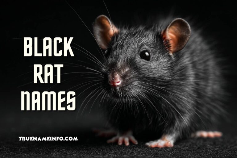 black rat names