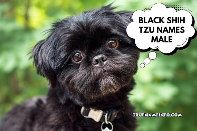 black shih tzu names male