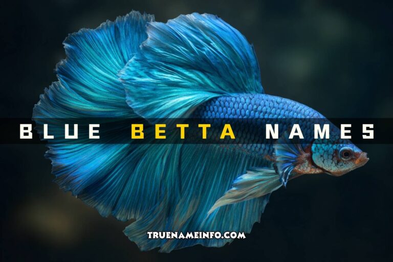 blue betta names