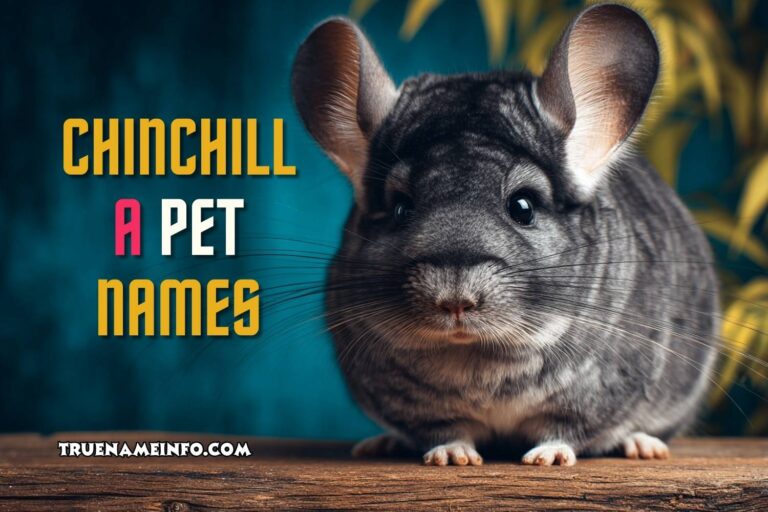 chinchilla pet names