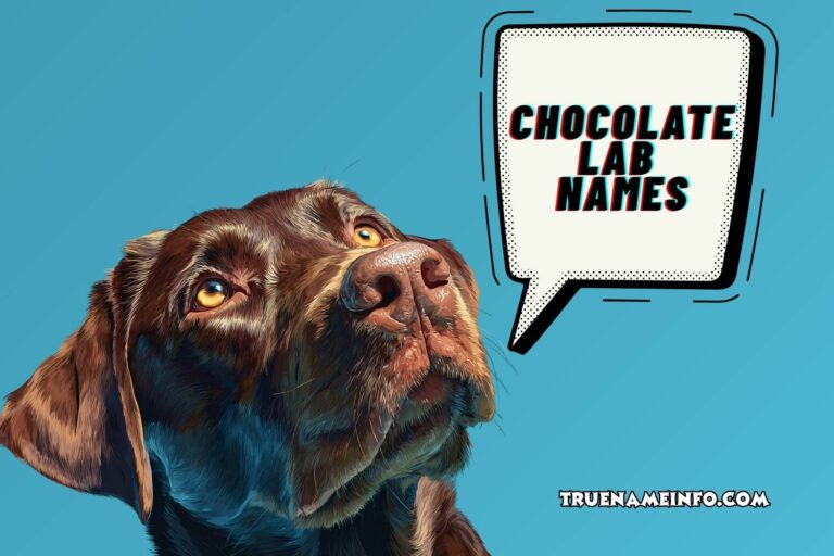 chocolate lab names