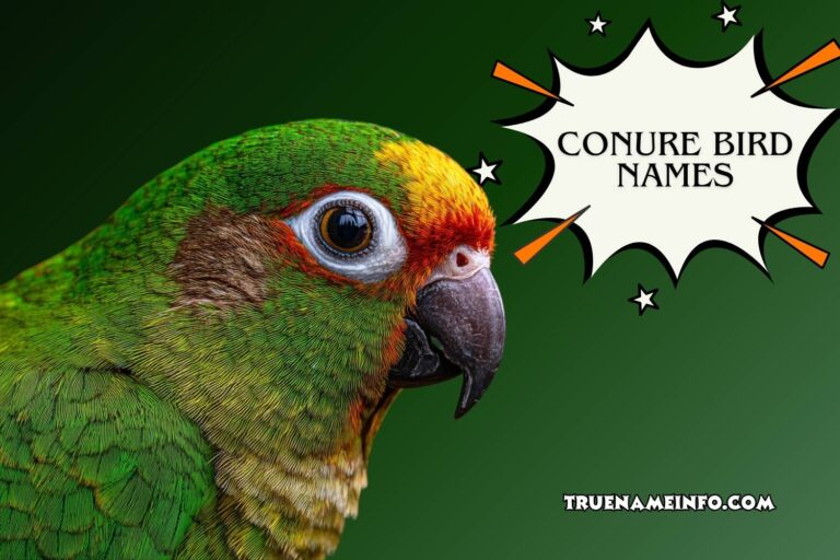 conure bird names