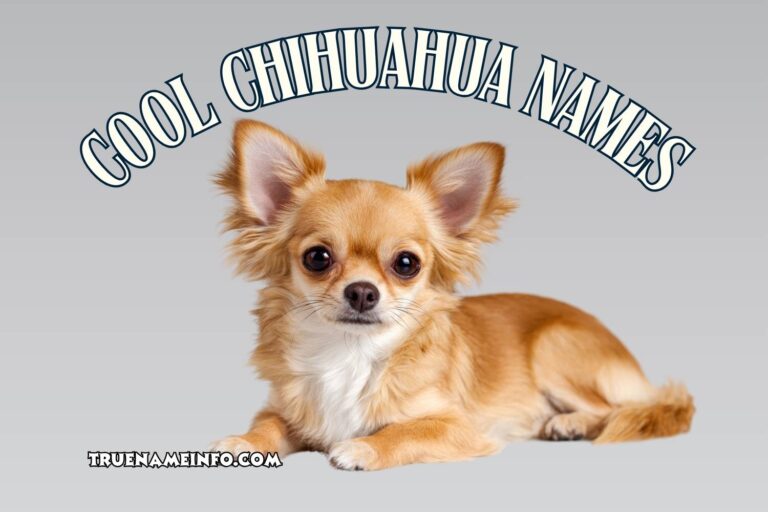 cool chihuahua names
