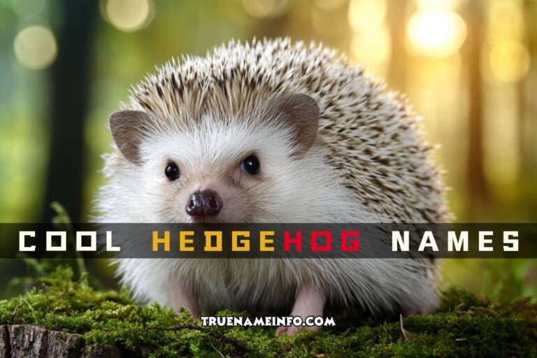 cool hedgehog names