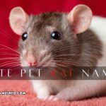 cute pet rat names