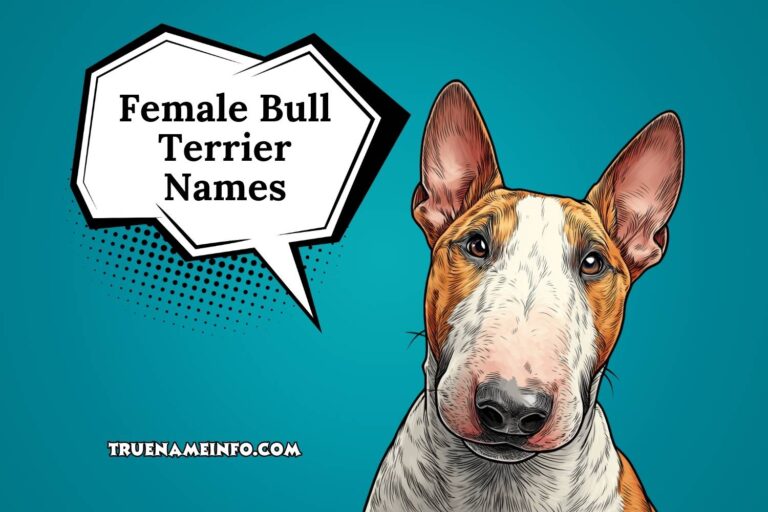 female bull terrier names