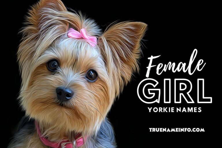 female girl yorkie names