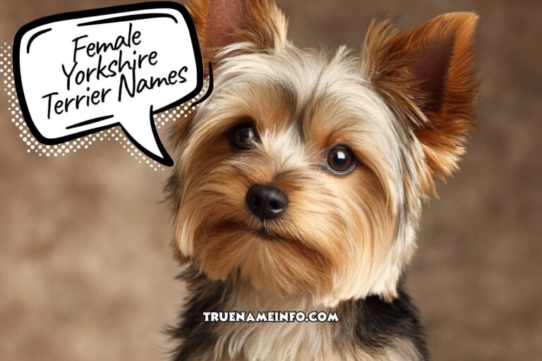 female yorkshire terrier names