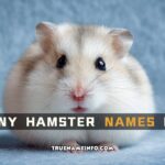 funny hamster names girl