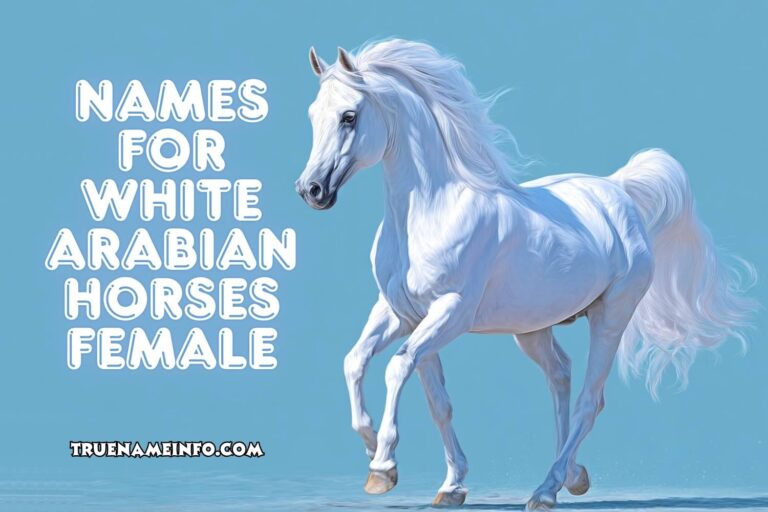 names for white arabian horses female