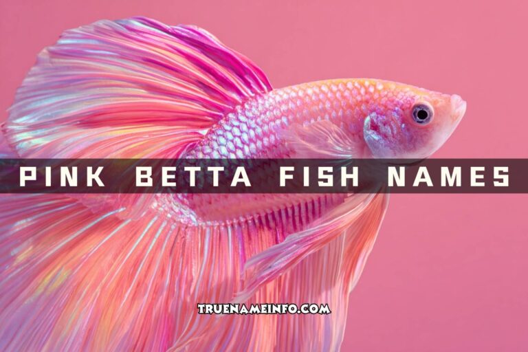 pink betta fish names
