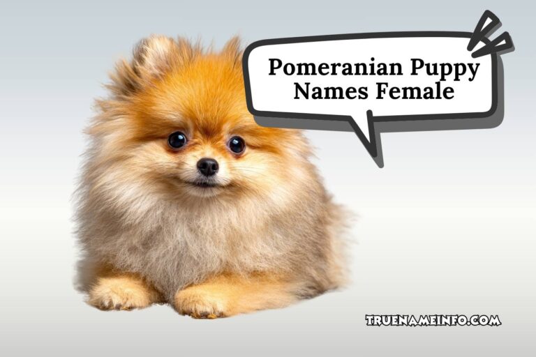 pomeranian puppy names female