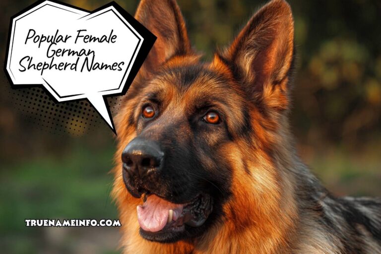 popular female german shepherd names