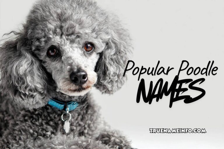 popular poodle names