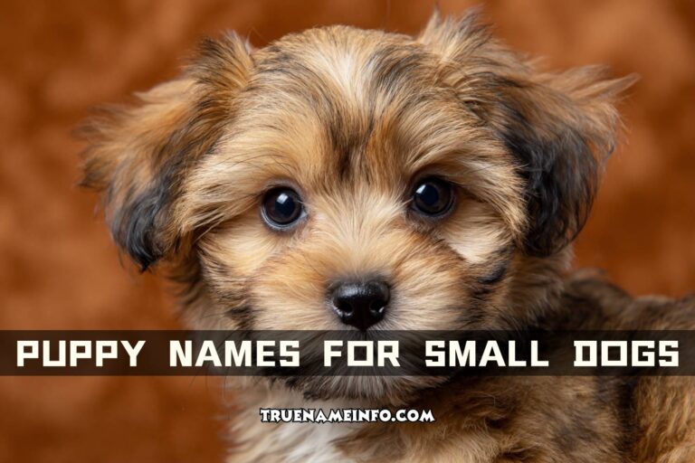 puppy names for small dogs