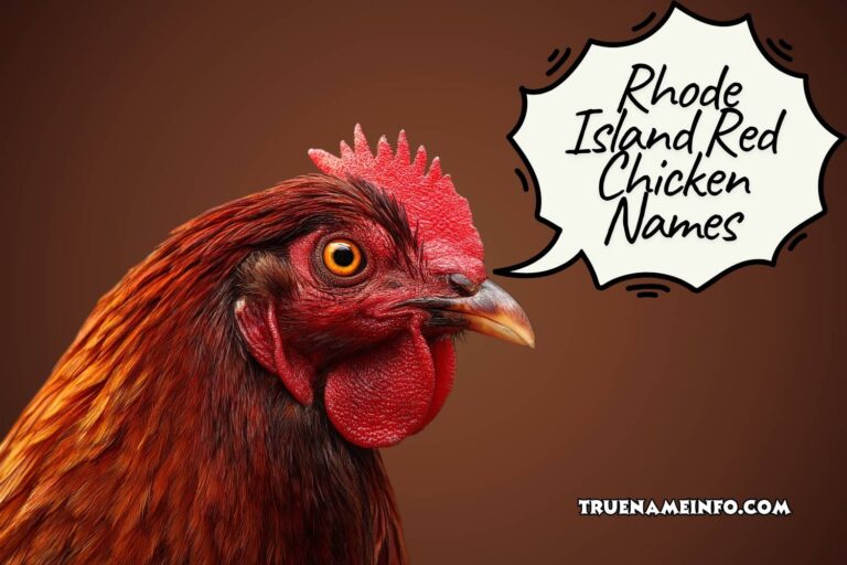 rhode island red chicken names