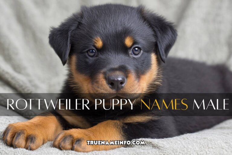 rottweiler puppy names male