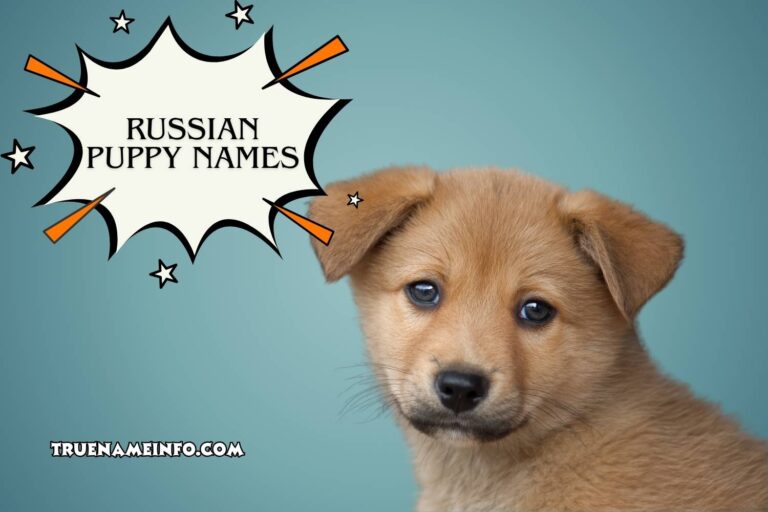 russian puppy names