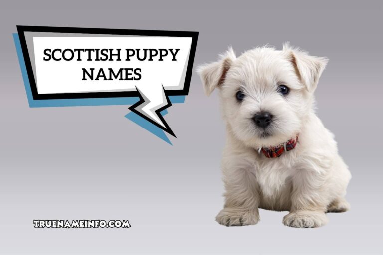 scottish puppy names