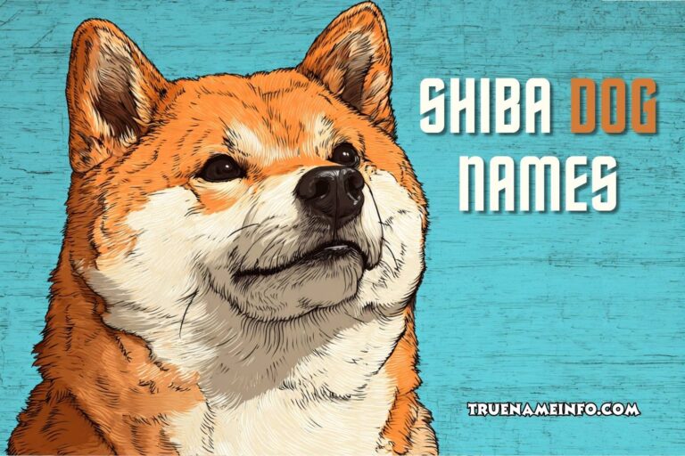 shiba dog names