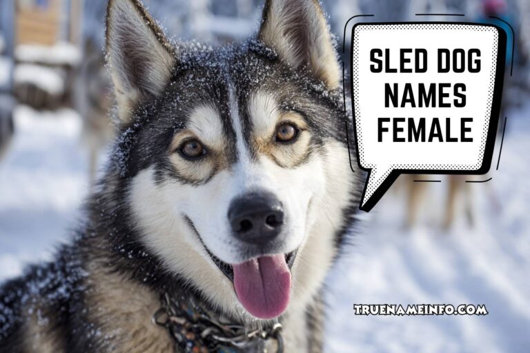 sled dog names female