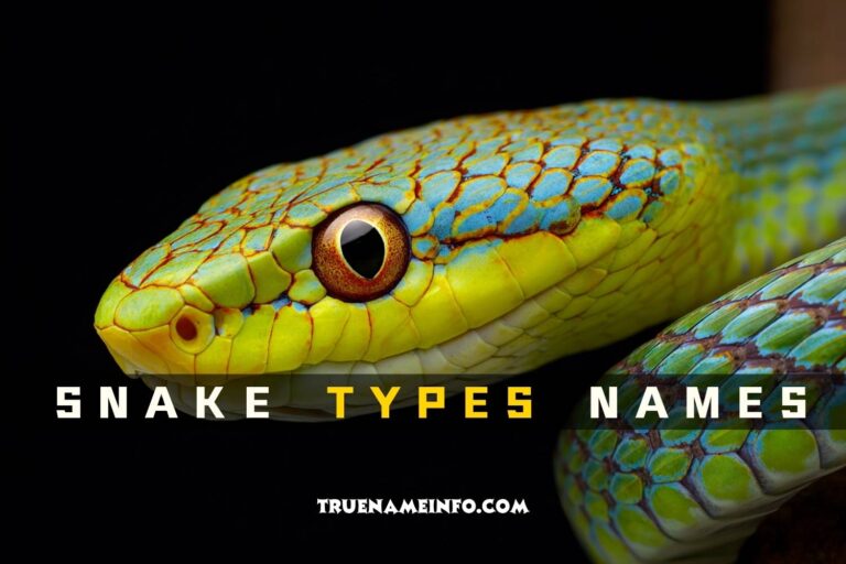 snake types names
