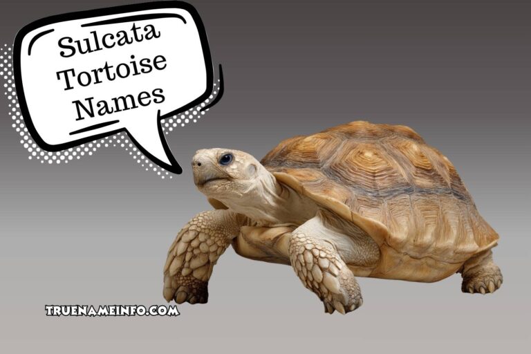 sulcata tortoise names