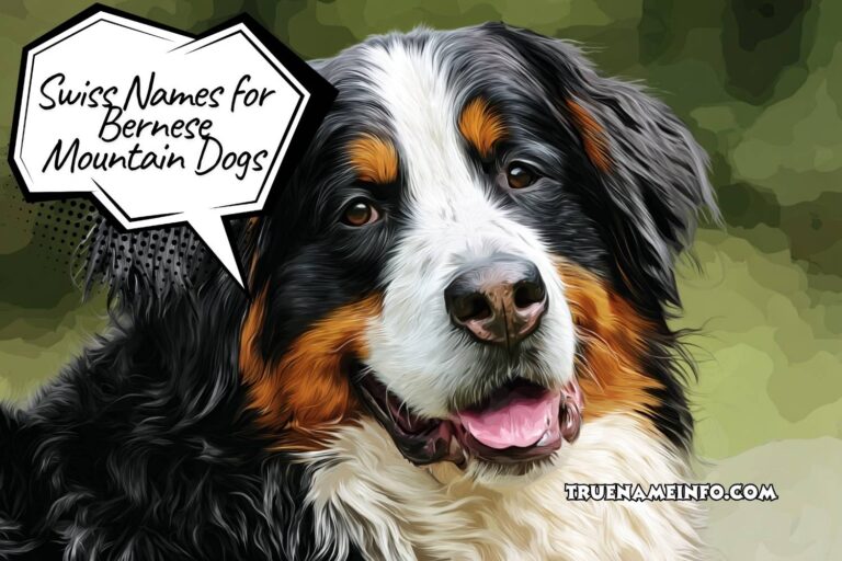 swiss names for bernese mountain dogs