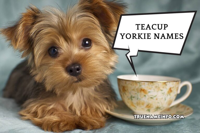 teacup yorkie names