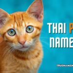 thai pet names