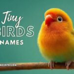 tiny birds names