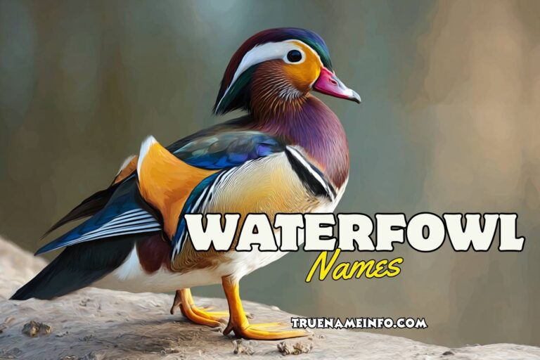 waterfowl names
