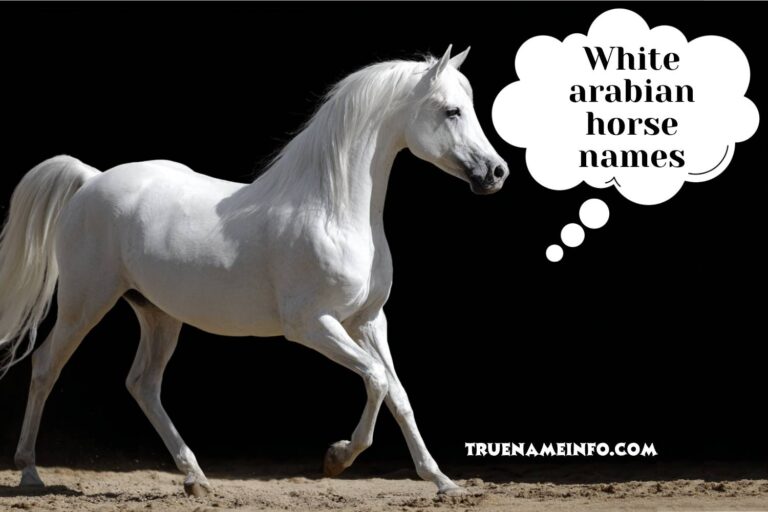 white arabian horse names