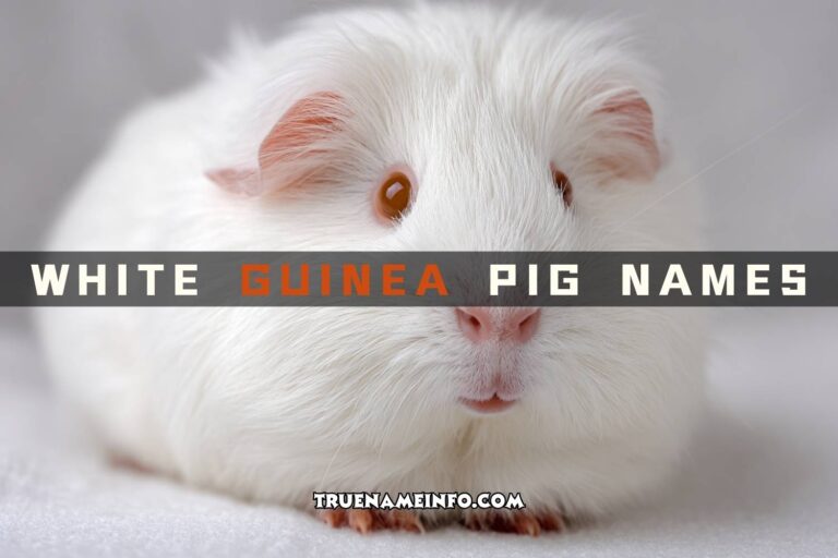 white guinea pig names
