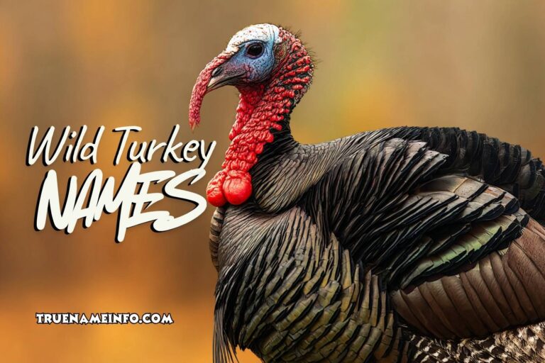wild turkey names