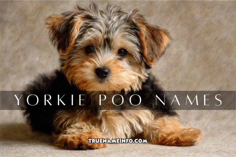 yorkie poo names
