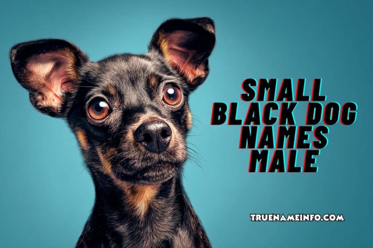 small black dog names male